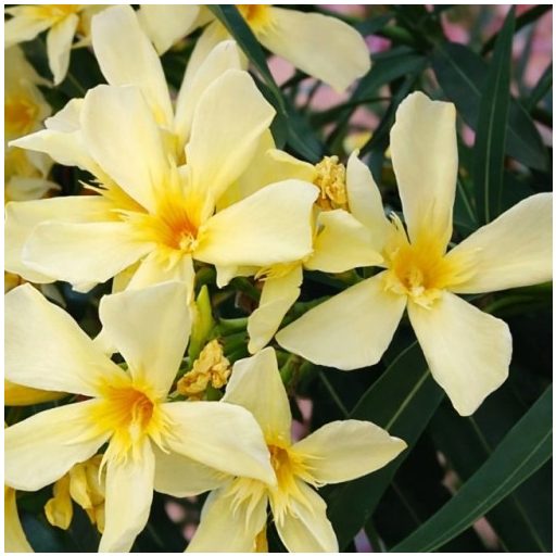 Sárga leander – közepes – Nerium oleander 'Giallo'