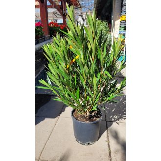 Barack leander – közepes – Nerium oleander 'Albicocca'
