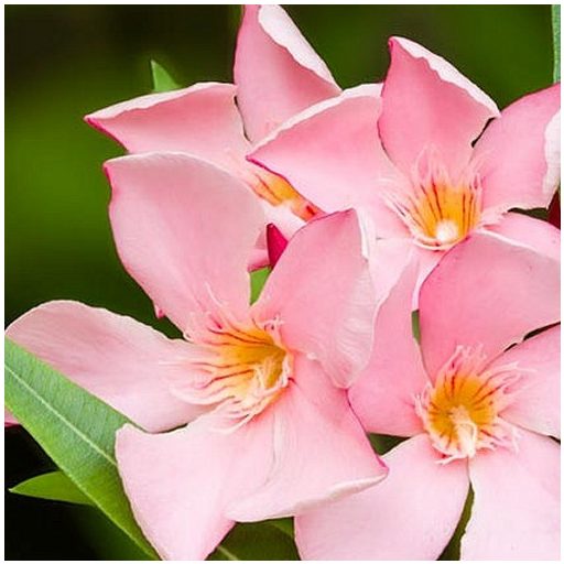 Barack leander – közepes – Nerium oleander 'Albicocca'