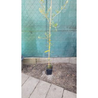 Oliva fa– kis (~1,5 m)