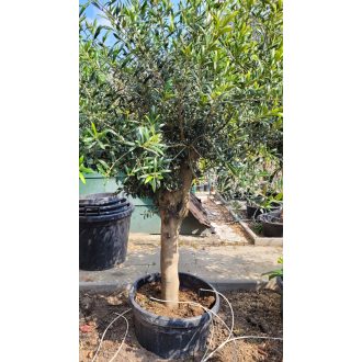 Oliva fa – közepes törzses (~2 m)