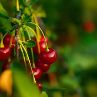 Érdi Bőtermő meggy