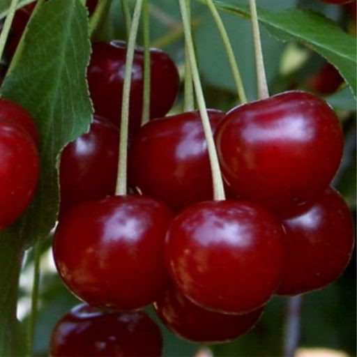 Érdi Bőtermő meggy