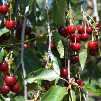 Érdi jubileum meggy