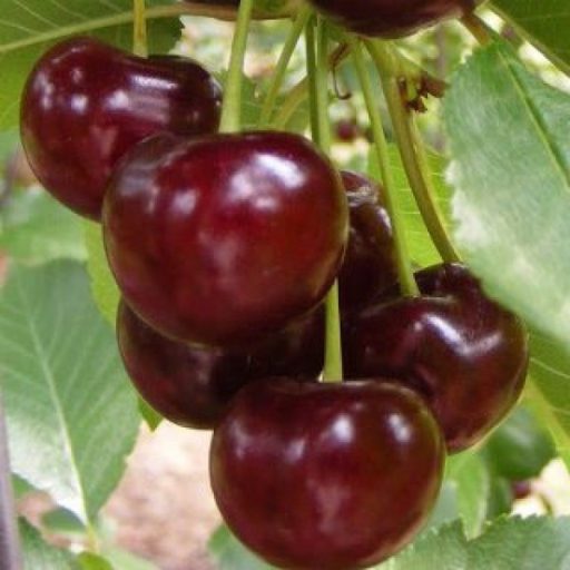 Érdi jubileum meggy