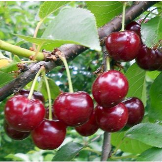 Érdi Bőtermő meggy/Gizella6