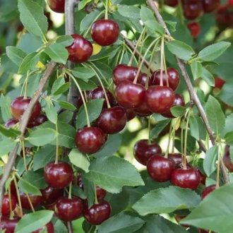 Újfehértói fürtös meggy