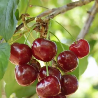 Maliga emléke meggy