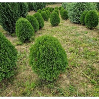 Little Giant nyugati tuja