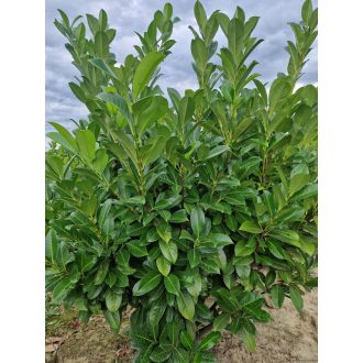 Magnolifolia babérmeggy