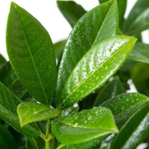 Magnolifolia babérmeggy