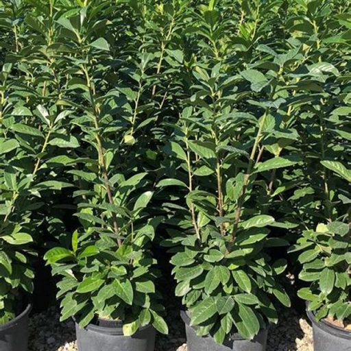 Novita babérmeggy k2