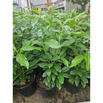 Genolia babérmeggy k2