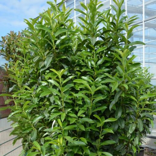 Genolia babérmeggy k2