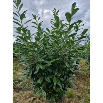 Novita babérmeggy 80/100