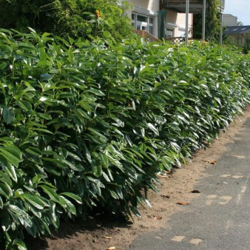 Genolia babérmeggy 125/150