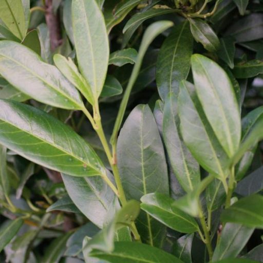 Genolia babérmeggy 125/150