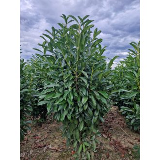 Genolia babérmeggy 100/125