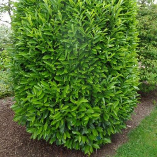 Genolia babérmeggy 100/125