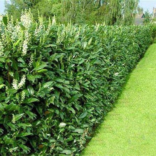 Genolia babérmeggy 100/125