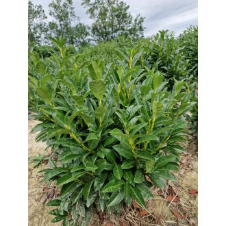 Mari babérmeggy 40/60