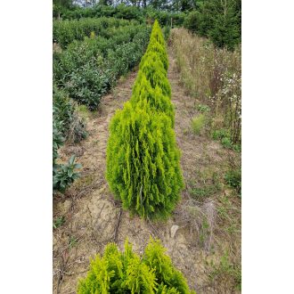 Berkmannii keleti tuja