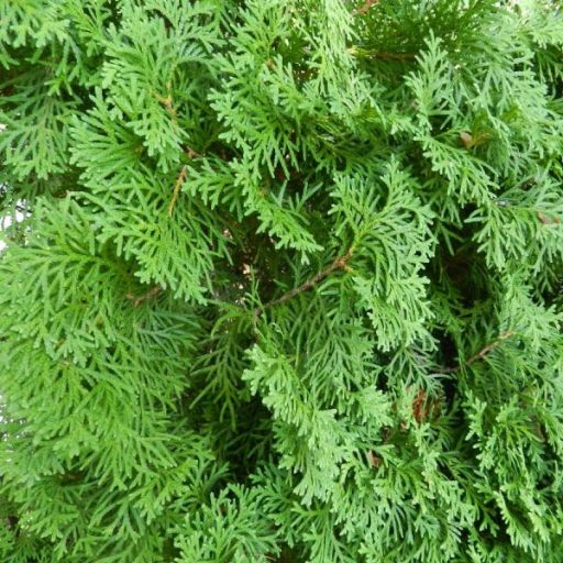 Columna nyugati tuja 175/200