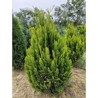 Barabits Gold hamisciprus