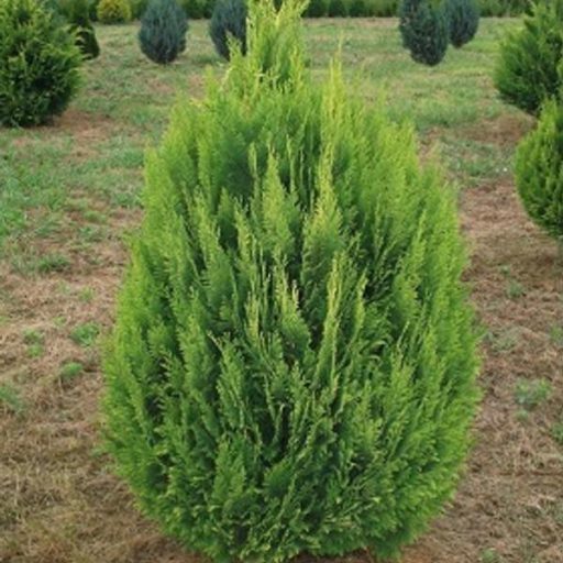 Barabits Gold hamisciprus