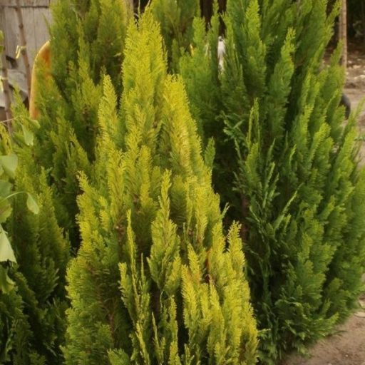 Barabits Gold hamisciprus