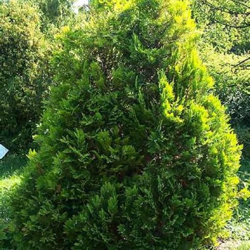 Barabits Gold hamisciprus