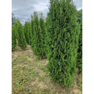 Columna nyugati tuja 200/225