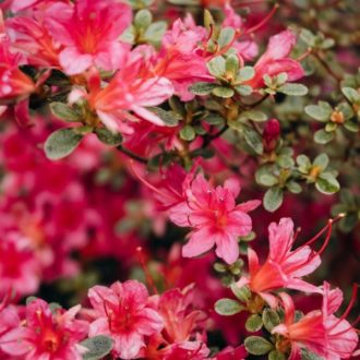Japán azalea 'Florida' – piros – Rhododendron obtusum 'Florida'