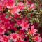 Japán azalea 'Florida' – piros – Rhododendron obtusum 'Florida'