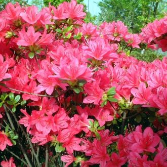 Japán azalea – piros, nyíló – Rhododendron obtusum (piros, nyíló)