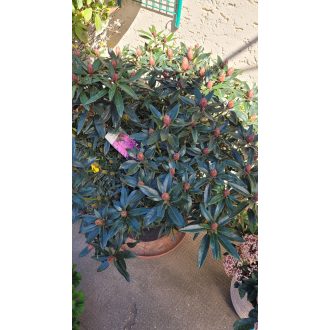 Rododendron – lila bimbós, nagy – Rhododendron sp. (lila)