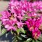 Rododendron 'Graziella' – Rhododendron 'Graziella'