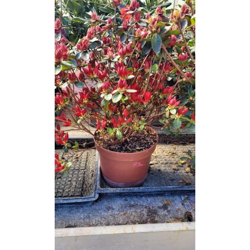 Rododendron 'Graziella' – Rhododendron 'Graziella'
