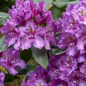 Rododendron 'Lee's Dark Purple' – Rhododendron 'Lee's Dark Purple'