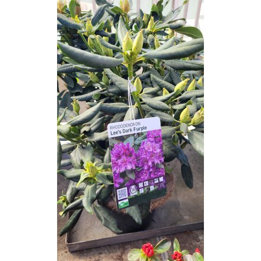 Rododendron 'Lee's Dark Purple' – Rhododendron 'Lee's Dark Purple'