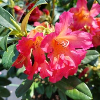 Rododendron 'Scyphocalix' – Rhododendron 'Scyphocalix'
