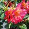 Rododendron 'Scyphocalix' – Rhododendron 'Scyphocalix'