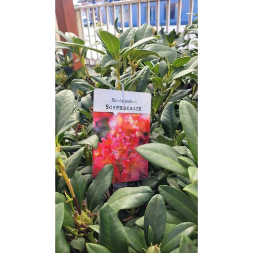 Rododendron 'Scyphocalix' – Rhododendron 'Scyphocalix'