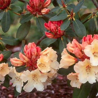 Rododendron 'Horizon Monarch' – Rhododendron 'Horizon Monarch'