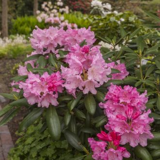 Rododendron 'Kalinka' (yakushimanum) – Rhododendron yakushimanum 'Kalinka'