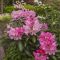 Rododendron 'Kalinka' (yakushimanum) – Rhododendron yakushimanum 'Kalinka'