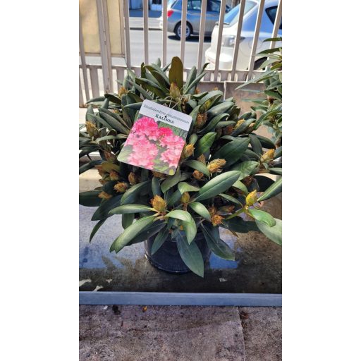 Rododendron 'Kalinka' (yakushimanum) – Rhododendron yakushimanum 'Kalinka'