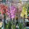 Orchidea