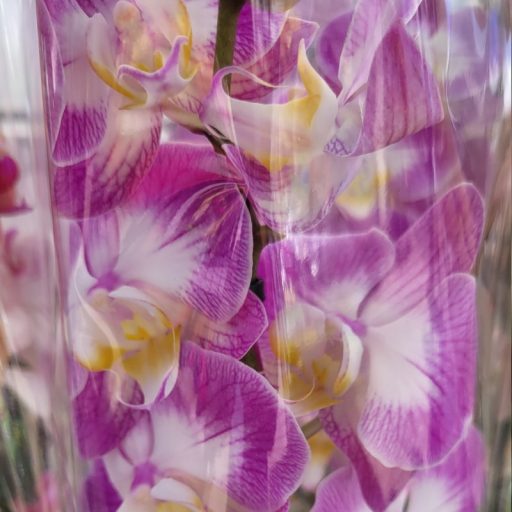 Orchidea