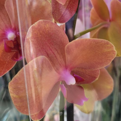 Orchidea
